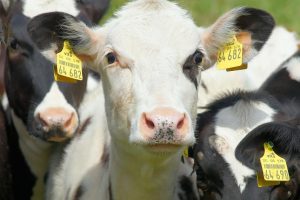 Oregano essential oil as growth promoter in growing calves