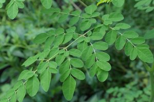 moringa