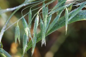 Oat in dew