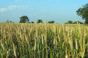 Pear millet field