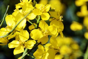 Optimal inclusion level of canola meal in dairy diets