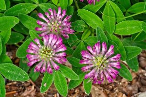 Red clover Trifolium