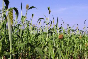 replacement-of-corn-silage