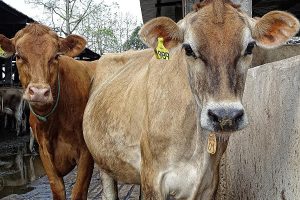 Two cows, portrait