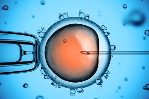 Body condition of donor cows and the quality of embryos