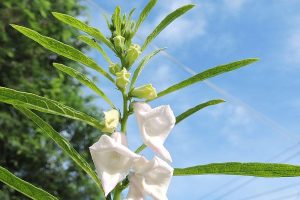 Sesame flowers