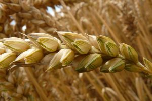 Effects of replacing corn grain with wheat