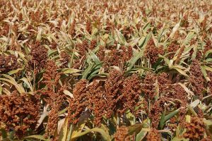 Sorghum field