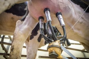 Tactile stimulation is the most critical factor associated with delayed milk ejection