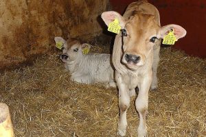 Two cute Jersey calves