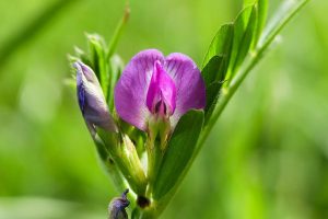 Flower of vetch (Vicia sativa L.)