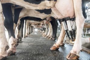 Cows in a milking room